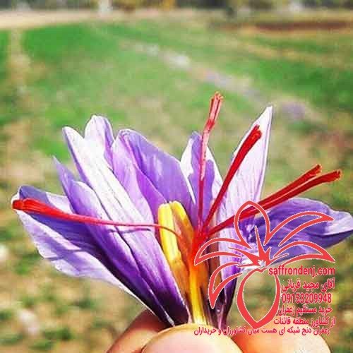 بهترین زعفران فروشی در مشهد