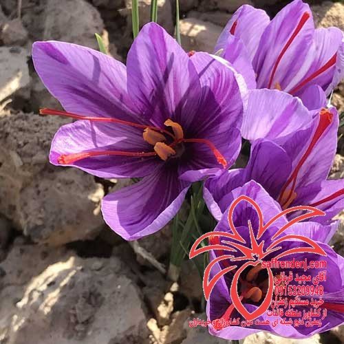 قیمت زعفران فله در دبی