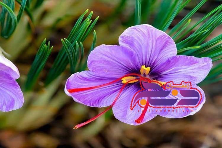 خرید زعفران نگین صادراتی درجه یک قائنات